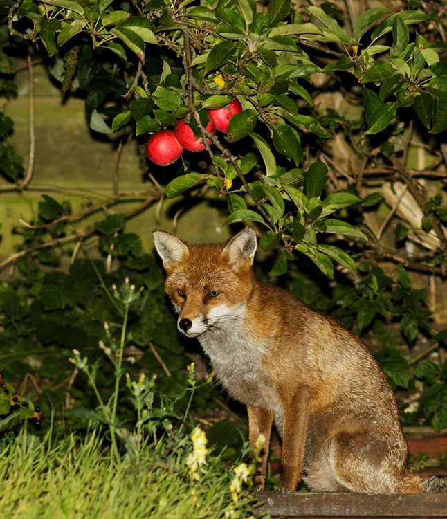 Fox under the apple tree.jpg