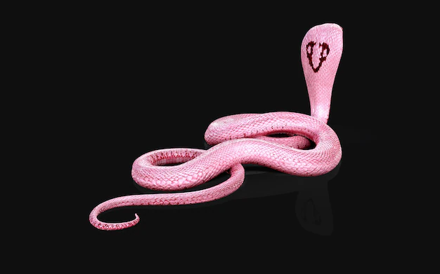 3d-illustration-of-albino-king-cobra-snake-isolated-on-black-background-pink-or-white-cobra-snake_46363-773.webp