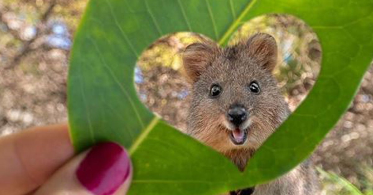 Quokka FB.JPG