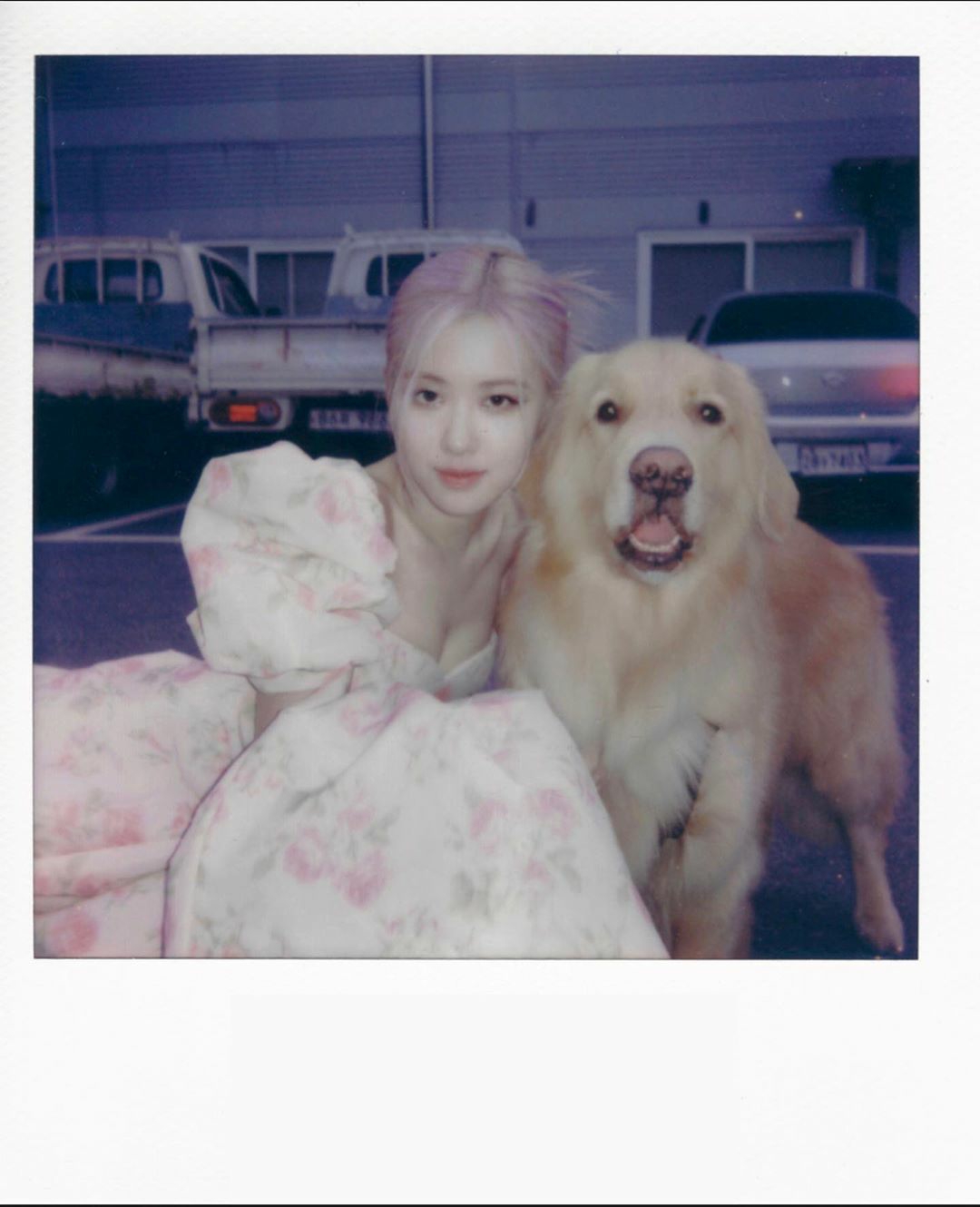 roses_are_rosie_CEa0y8yB34w.jpg