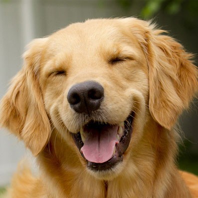 grinning_happy_dog.jpg