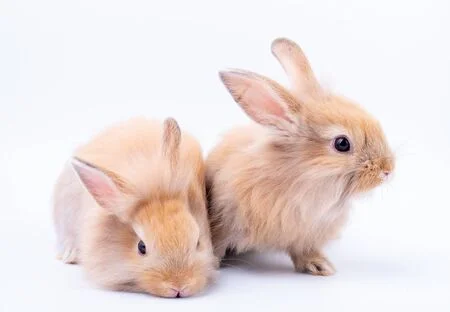 145067433-two-little-brown-rabbit-with-long-ears-look-relax-and-stay-isolated-on-white-background-.webp